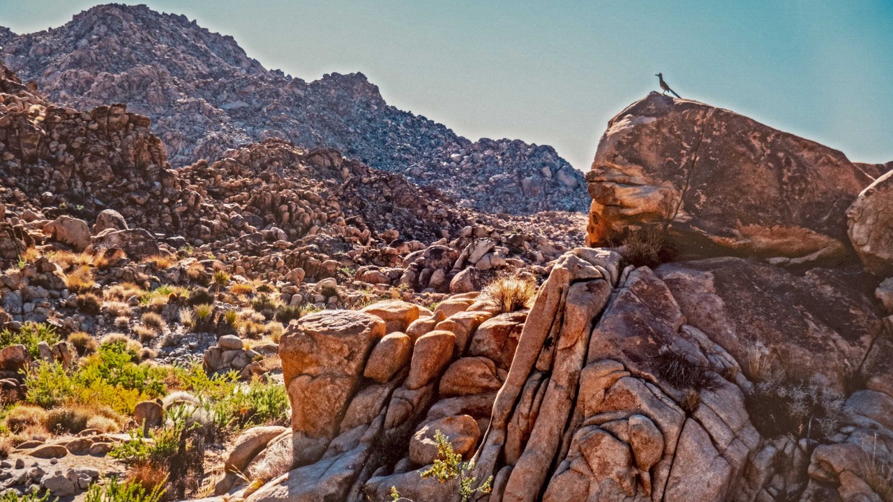 Photo of Outdoor in Joshua Tree