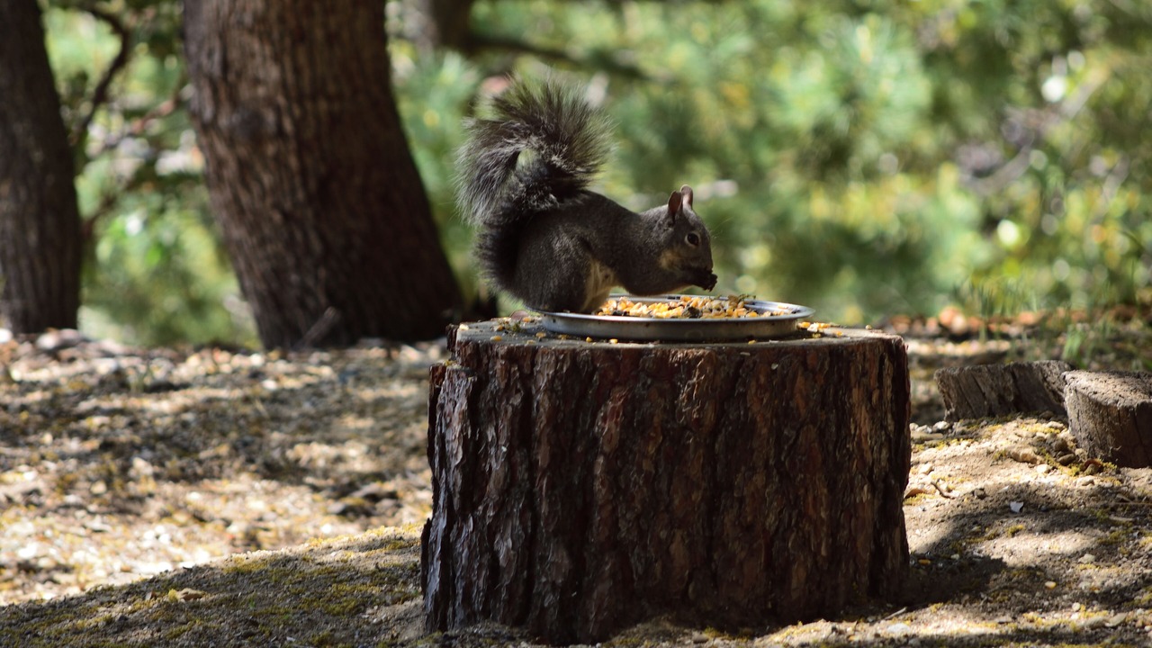 Photo of Others in Pine Cove