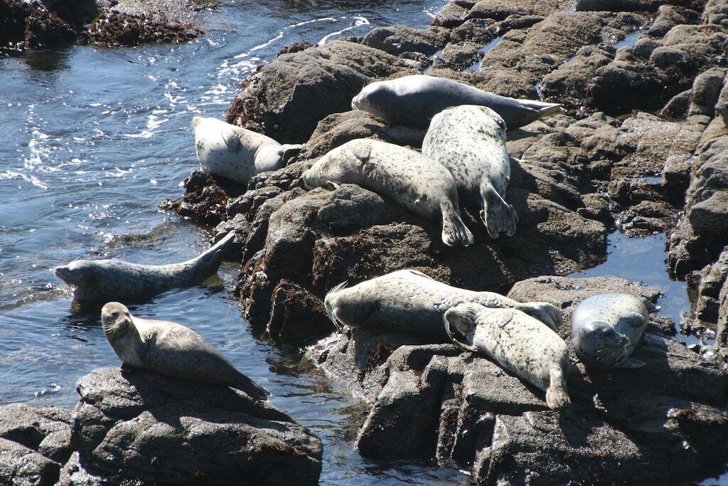Photo of Others in Sea Ranch