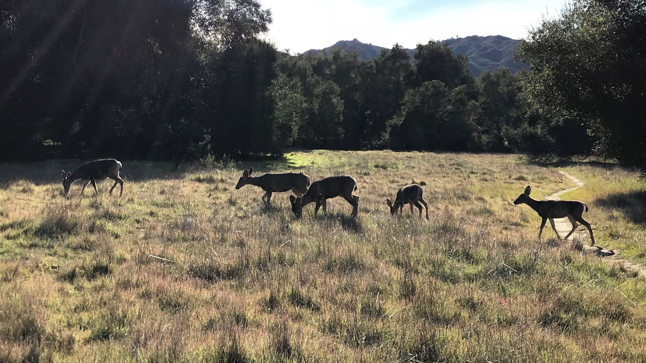 Photo of Others in Topanga