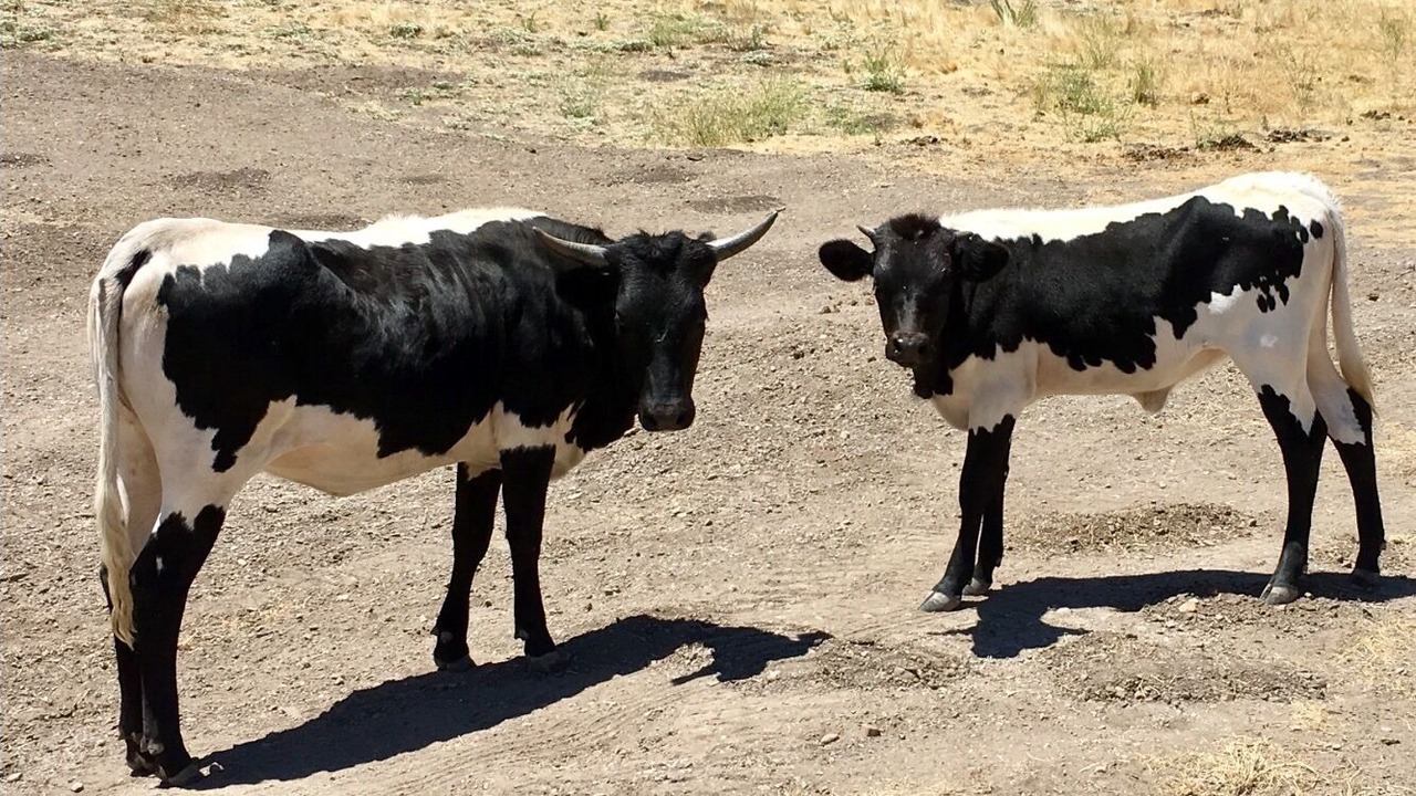 Photo of Others in Santa Ynez