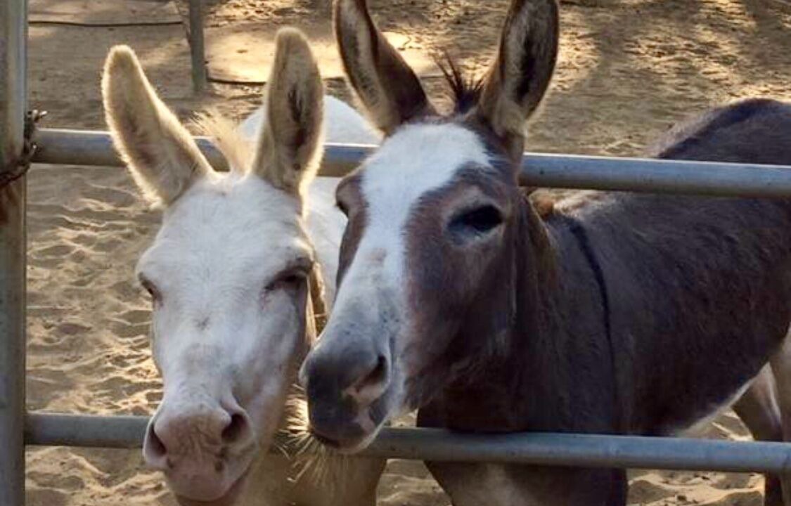 Photo of Others in Santa Ynez