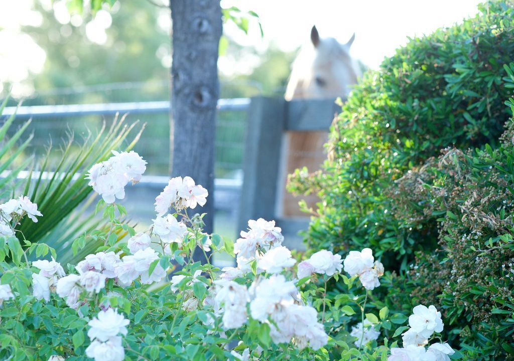 Photo of Others in Santa Ynez