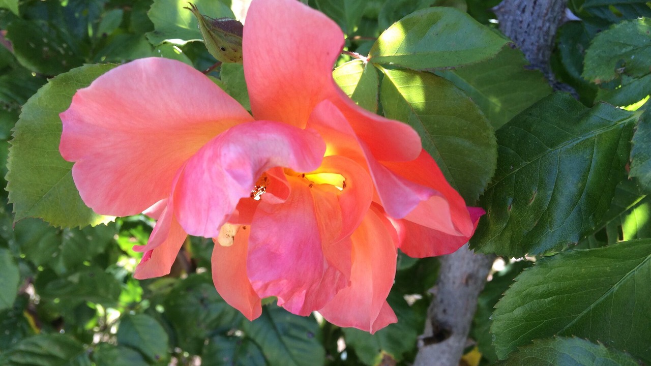 Photo of Outdoor in Carmel
