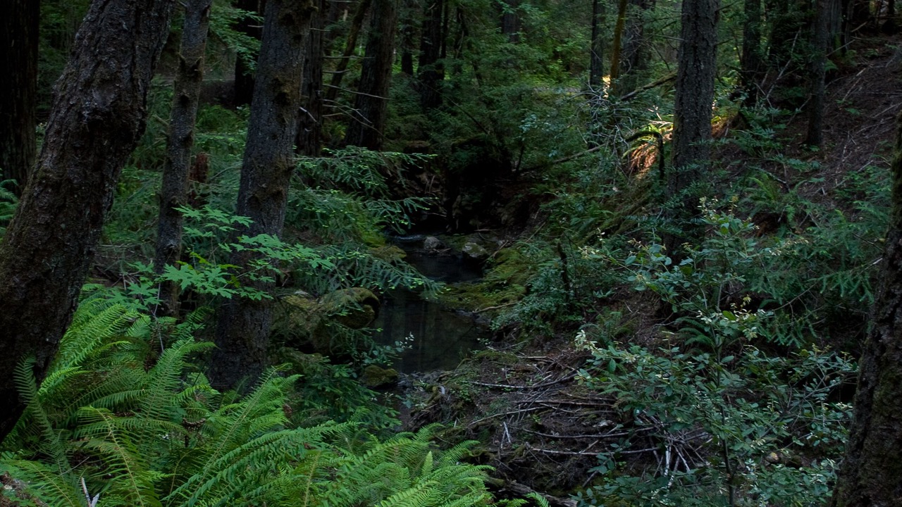 Photo of Others in Willits