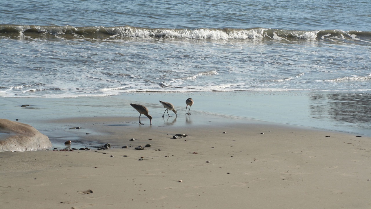 Photo of Others in Eastern Malibu