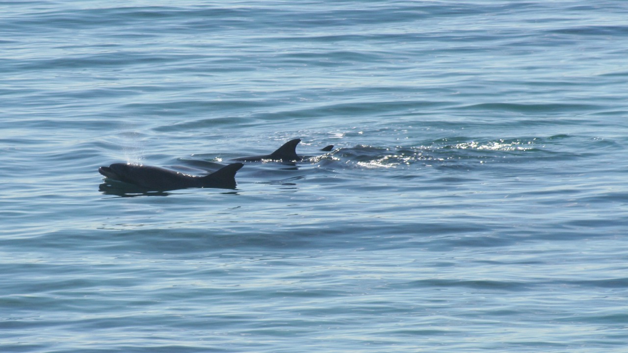 Photo of Others in Eastern Malibu