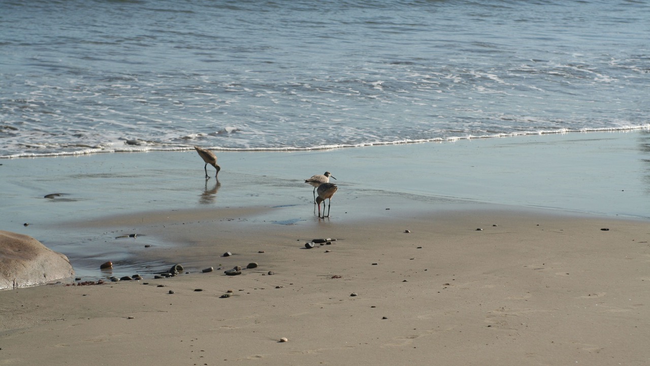 Photo of Others in Eastern Malibu
