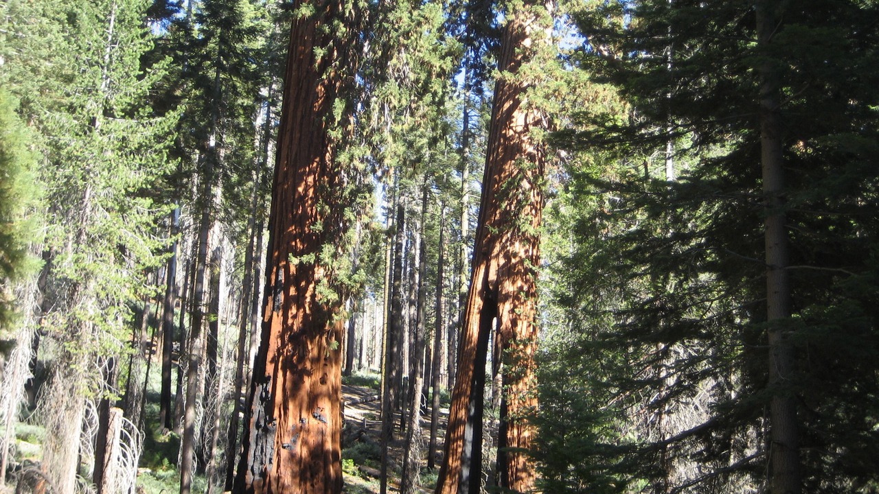 Photo of Others in Midpines