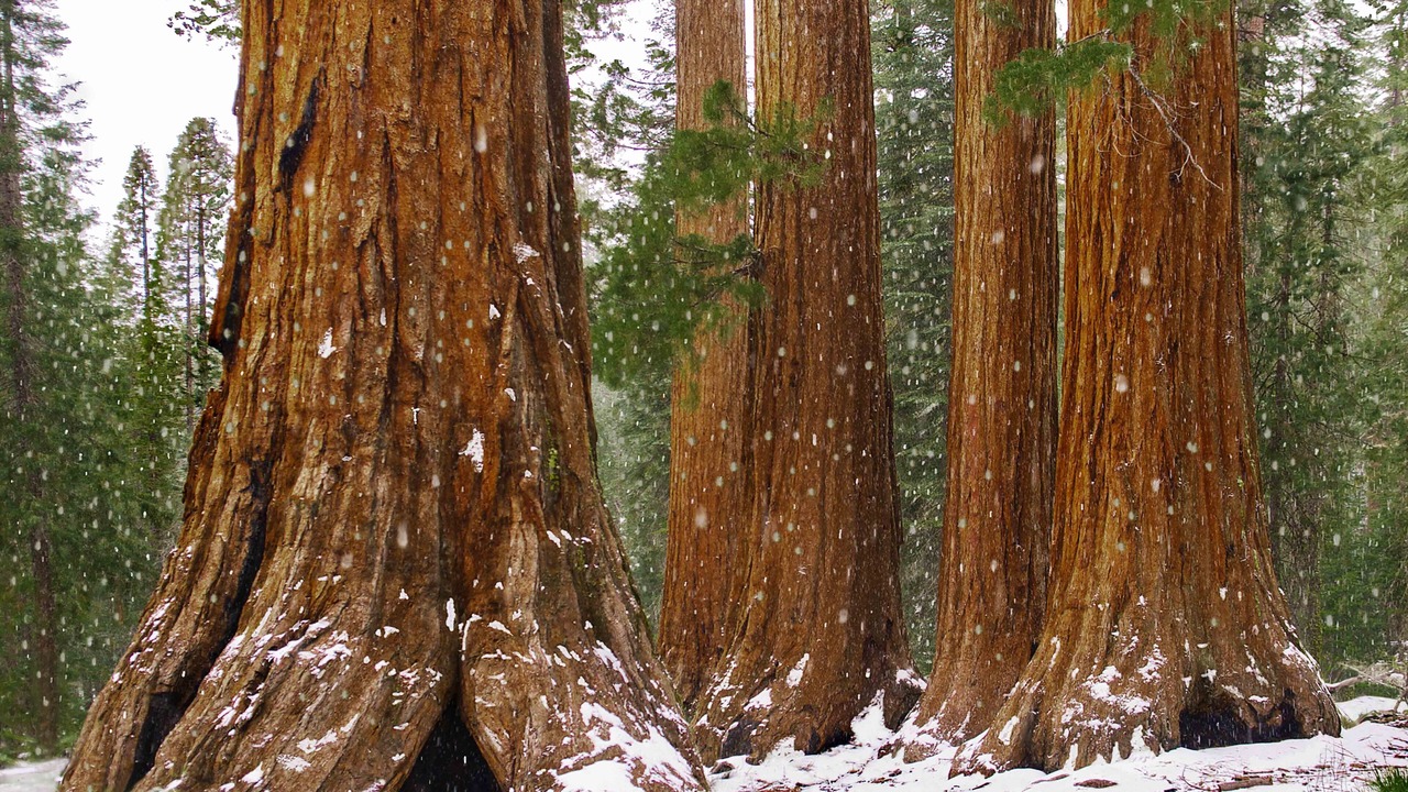 Photo of Others in Midpines