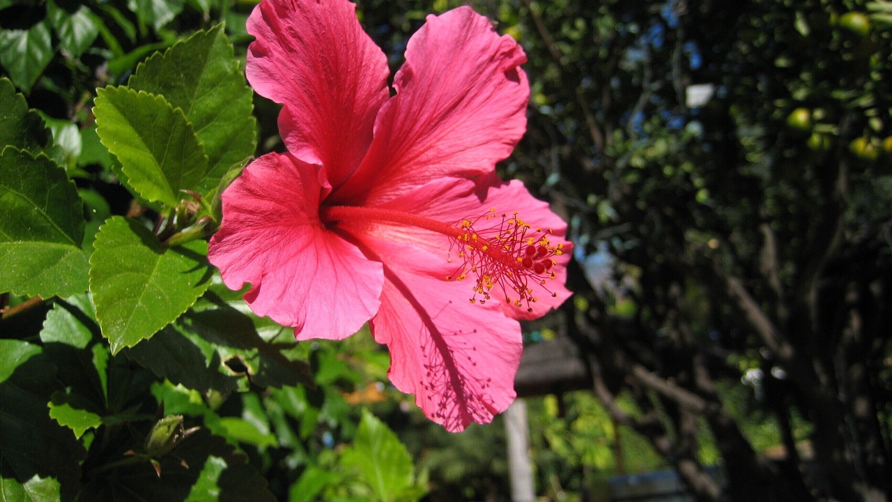 Photo of Outdoor in Pasadena