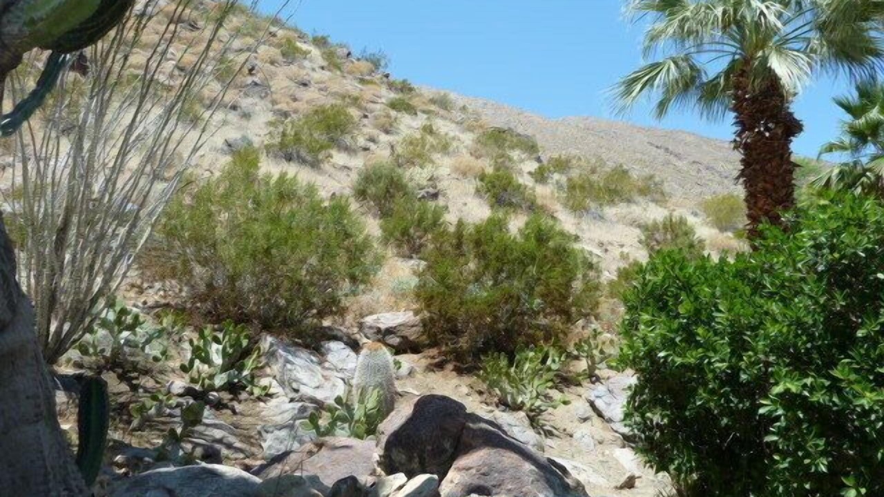 Photo of Others in Palm Springs