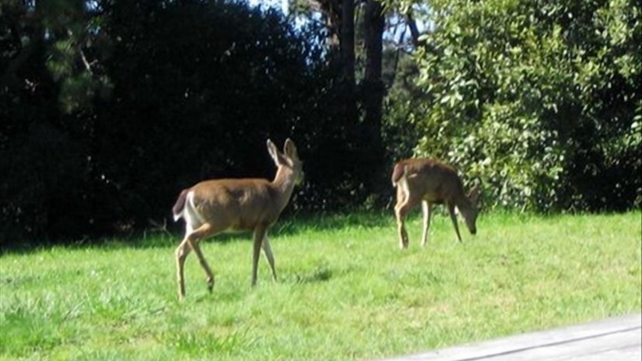 Photo of Others in Sea Ranch
