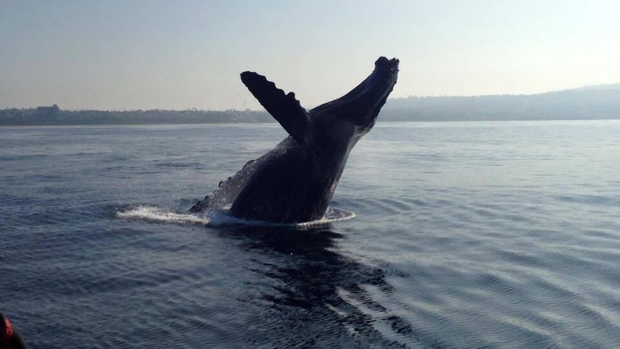 Photo of Others in South Redondo