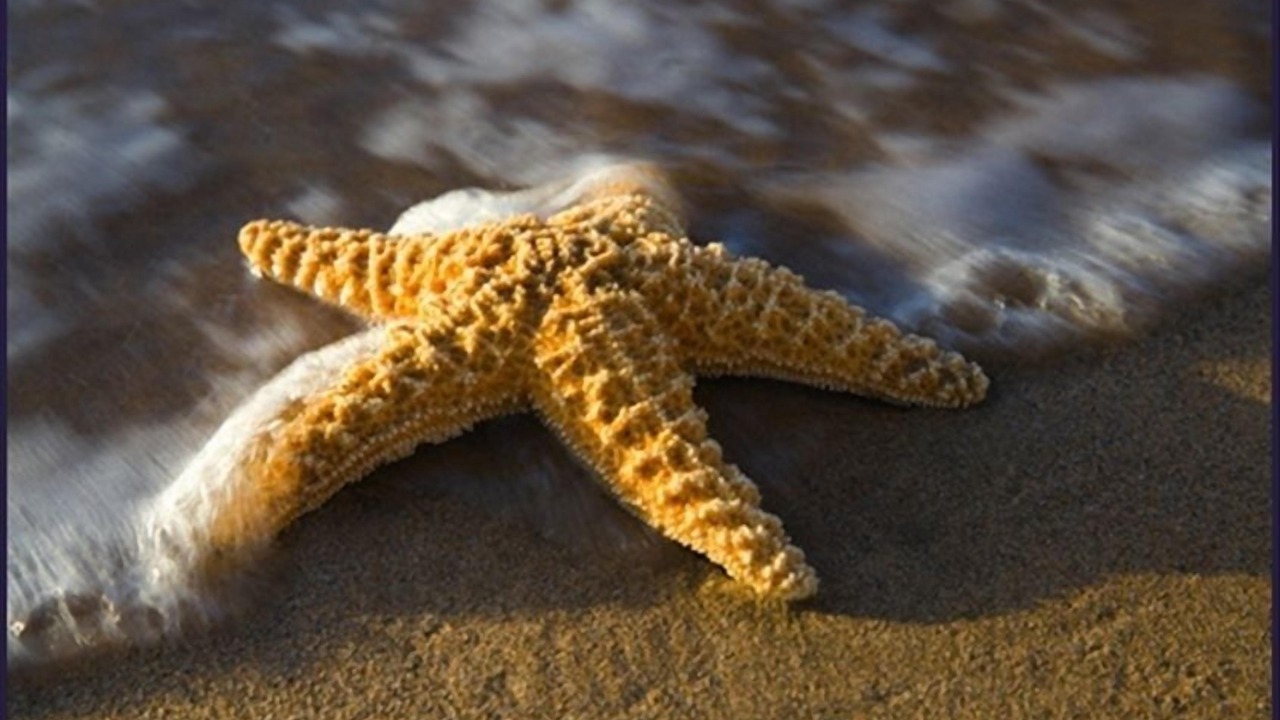 Photo of Others in Laguna Beach