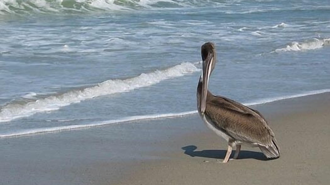 Photo of Others in Laguna Beach