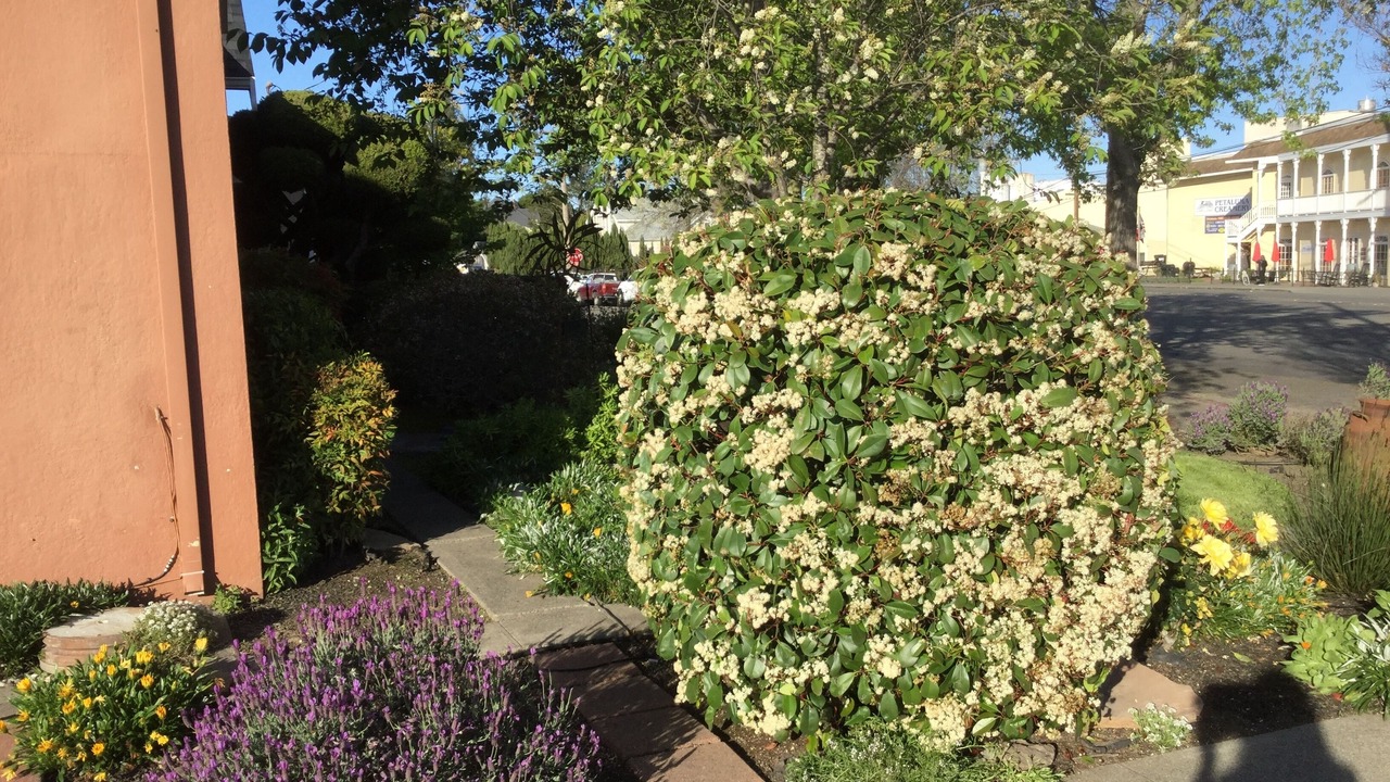 Photo of Outdoor in Petaluma