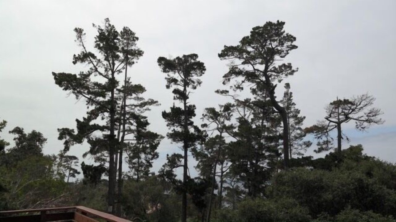 Photo of Others in Carmel Highlands