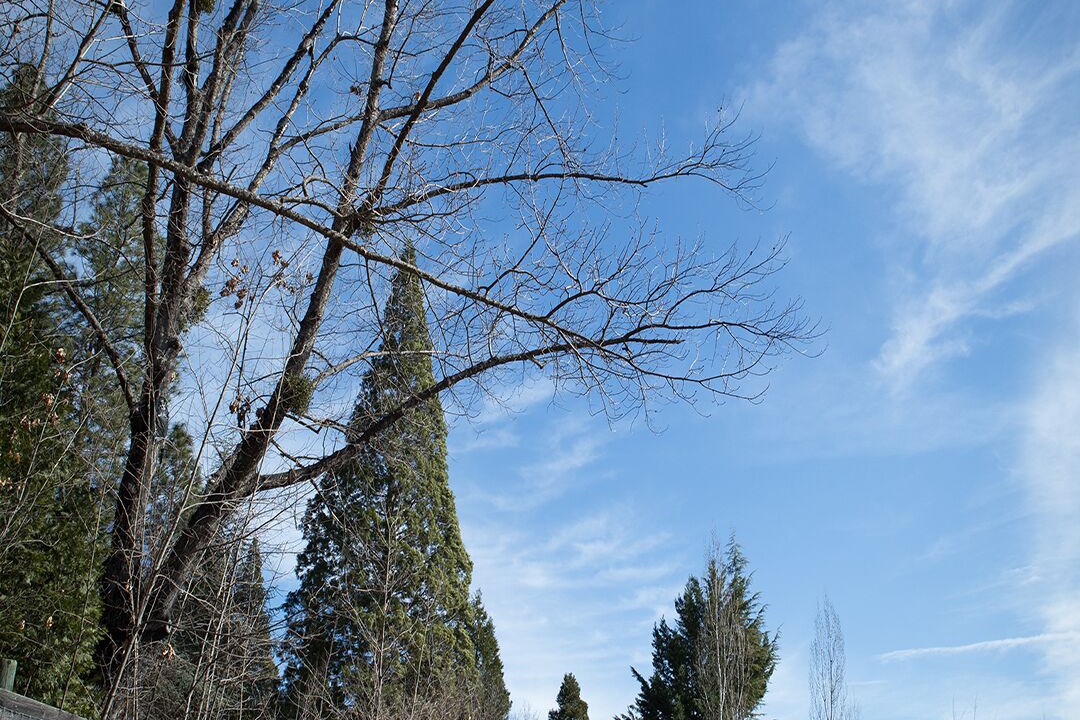 Photo of Others in Nevada City