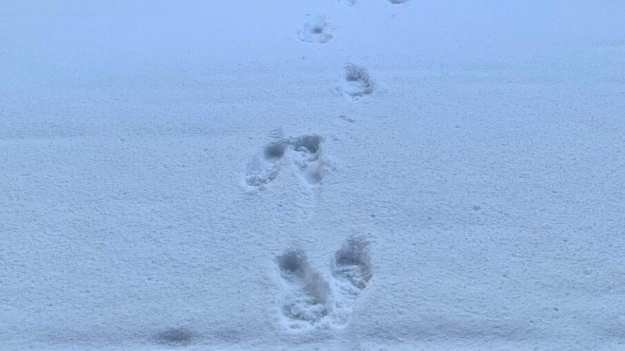 Photo of Outdoor in Fawnskin