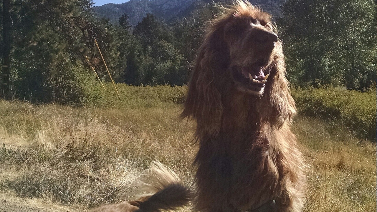 Photo of Others in Idyllwild