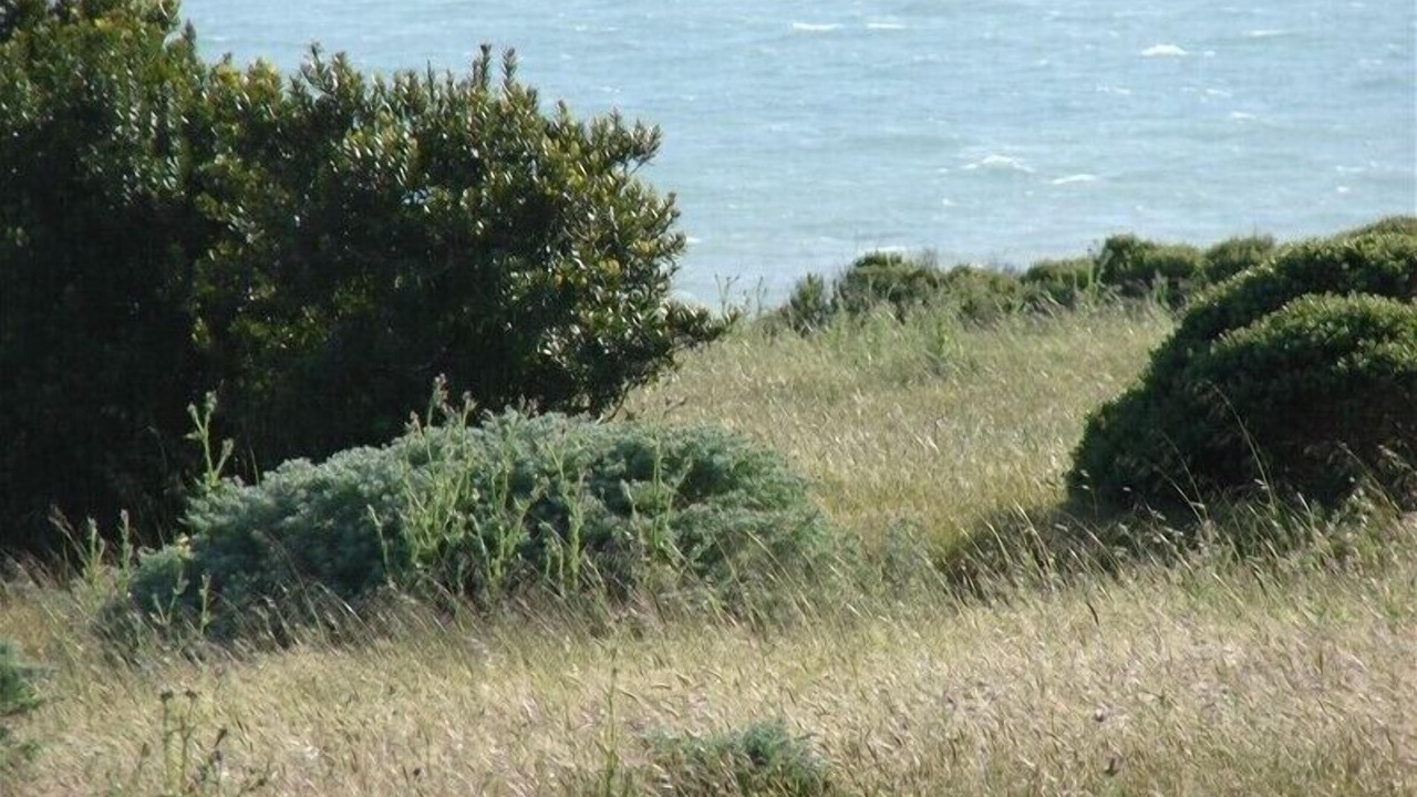 Photo of Others in Sea Ranch