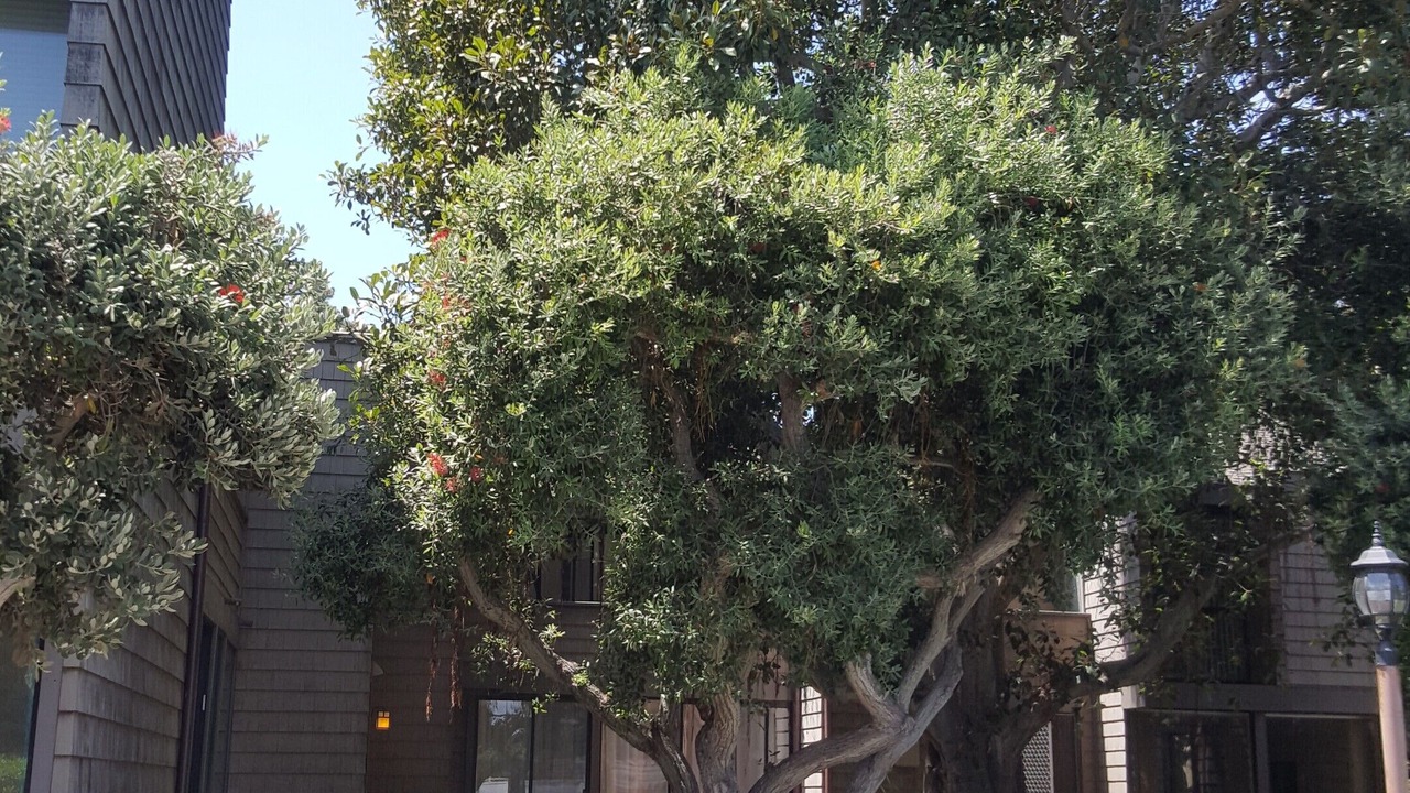 Photo of Others in Solana Beach