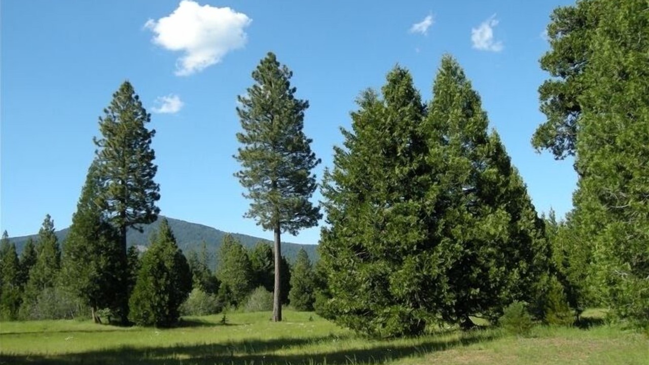 Photo of Others in Shingletown