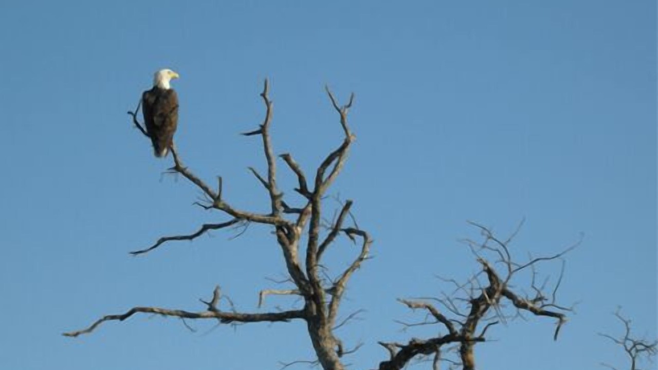 Photo of Others in Shingletown
