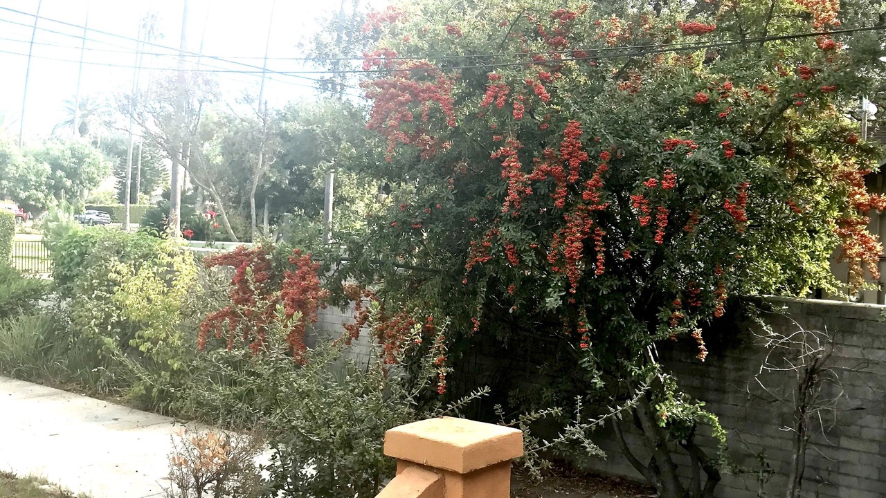 Photo of Outdoor in Pasadena