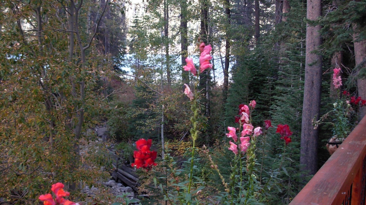Photo of Others in Donner Lake Woods