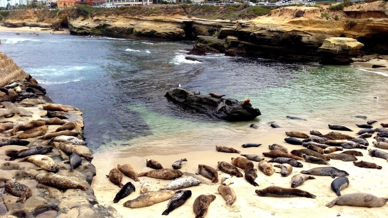 Photo of Others in Village of La Jolla