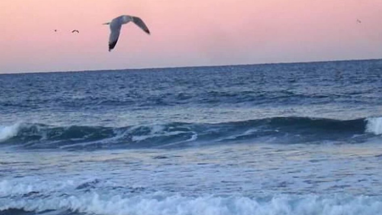 Photo of Others in Pajaro Dunes