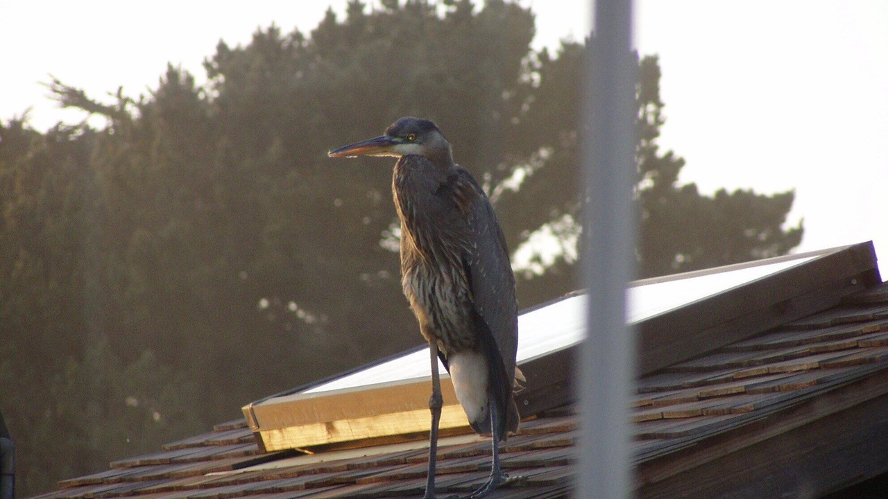 Photo of Others in Mendocino