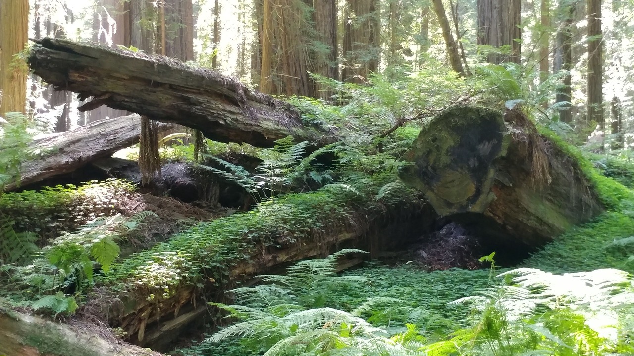 Photo of Outdoor in Rio Dell