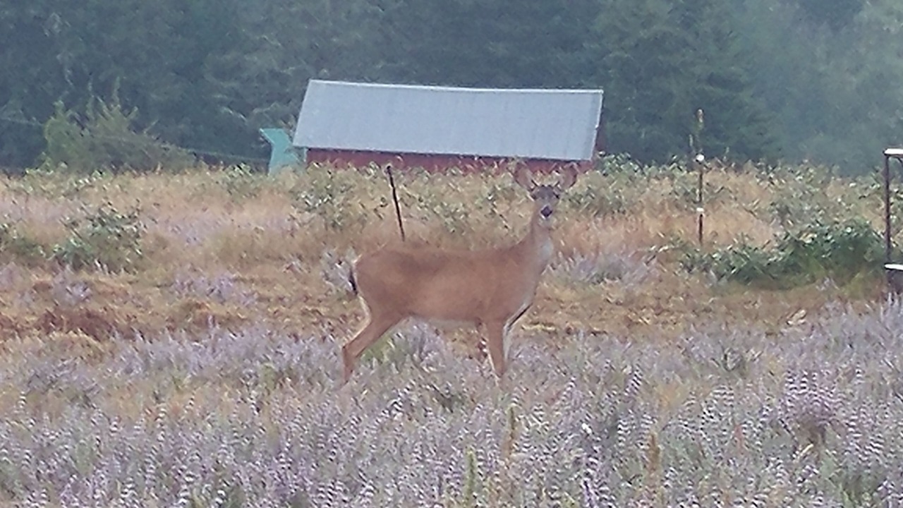 Photo of Others in Rio Dell