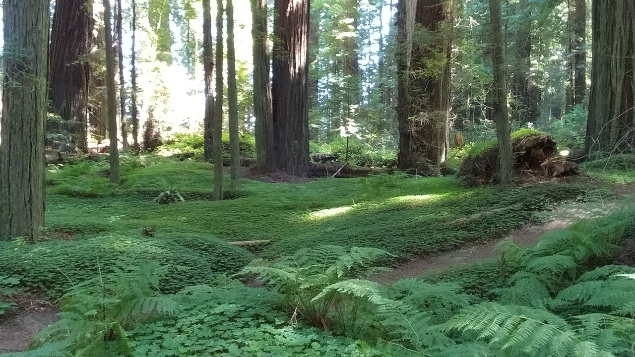 Photo of Outdoor in Rio Dell