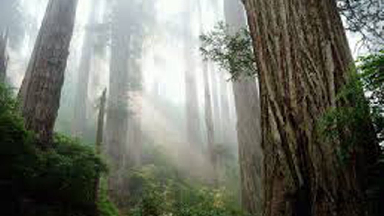 Photo of Outdoor in Rio Dell