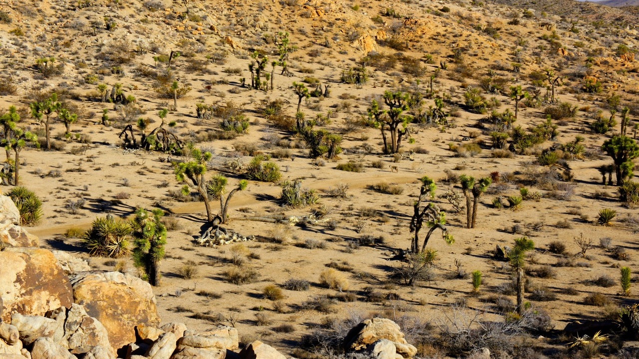 Photo of Outdoor in Yucca Valley
