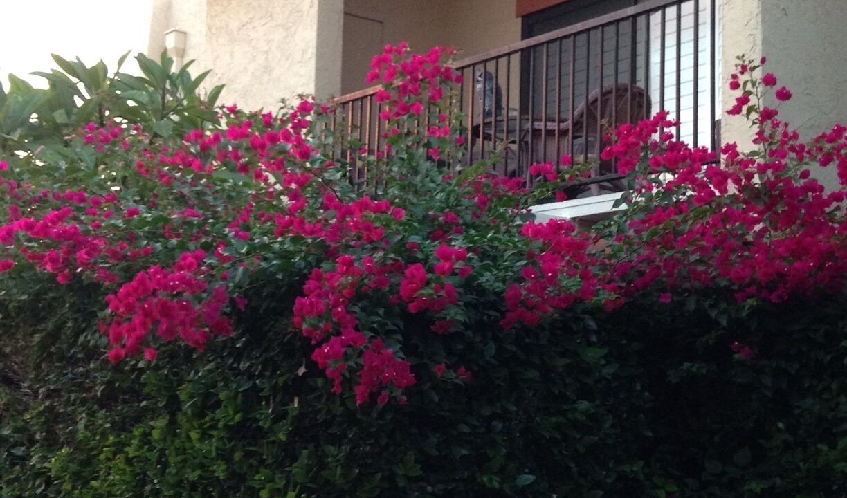 Photo of Patio Balcony in Sunrise Vista Chino