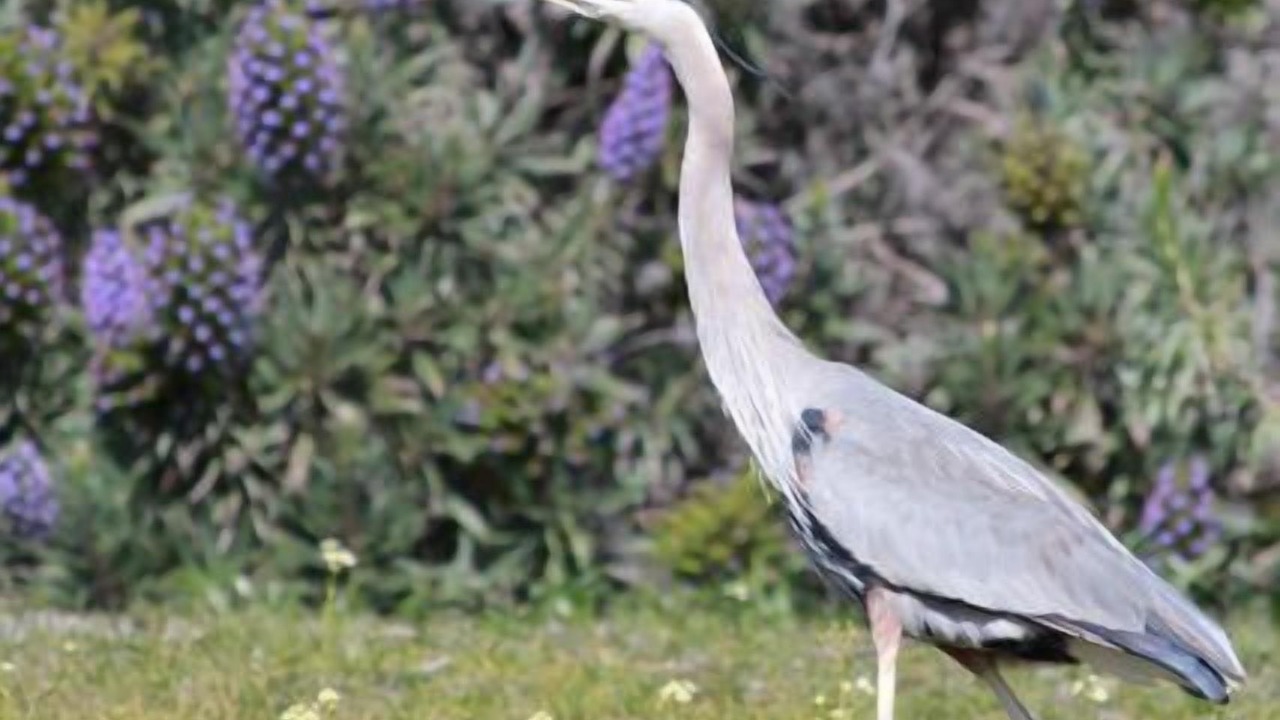 Photo of Others in Bodega Bay