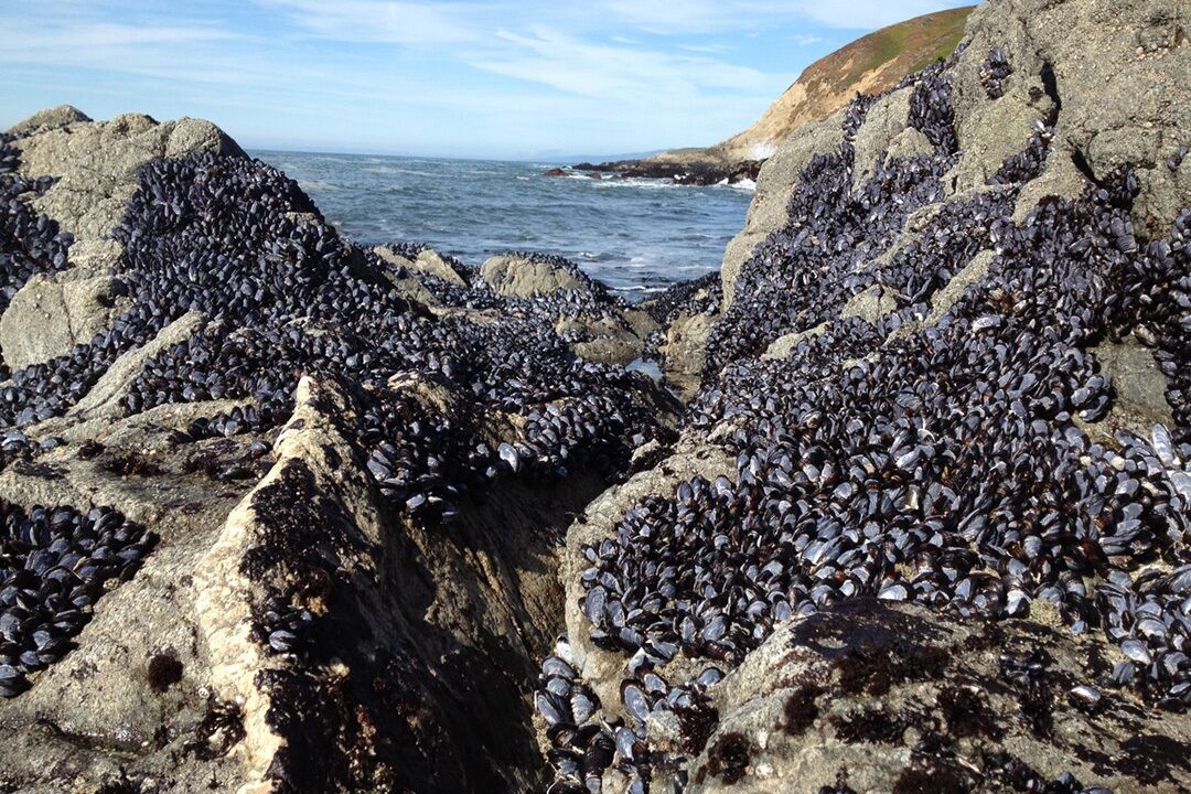 Photo of Others in Bodega Bay