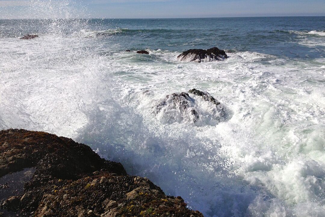 Photo of Others in Bodega Bay