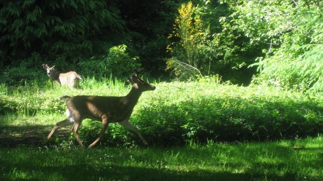 Photo of Outdoor in Crescent City North