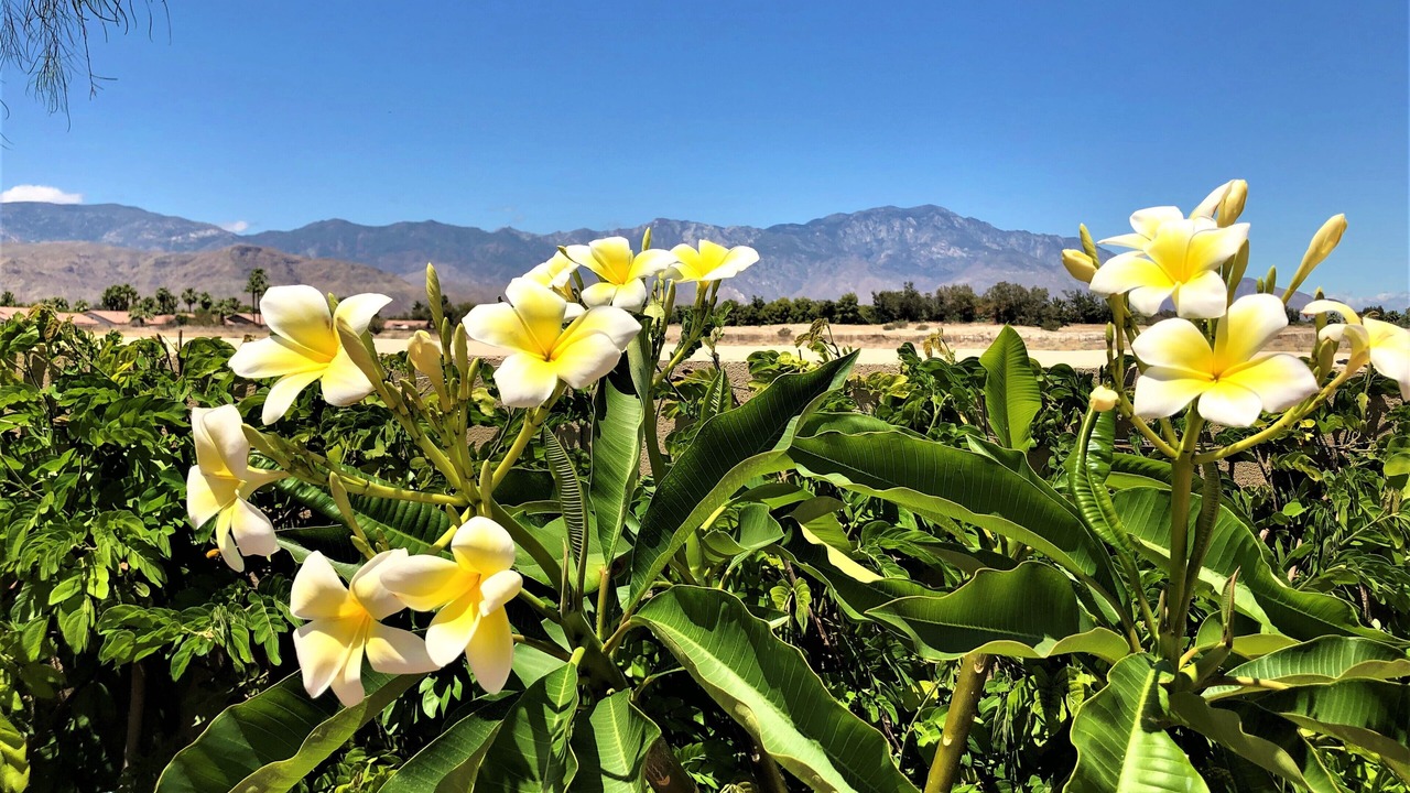 Photo of Outdoor in Palm Desert