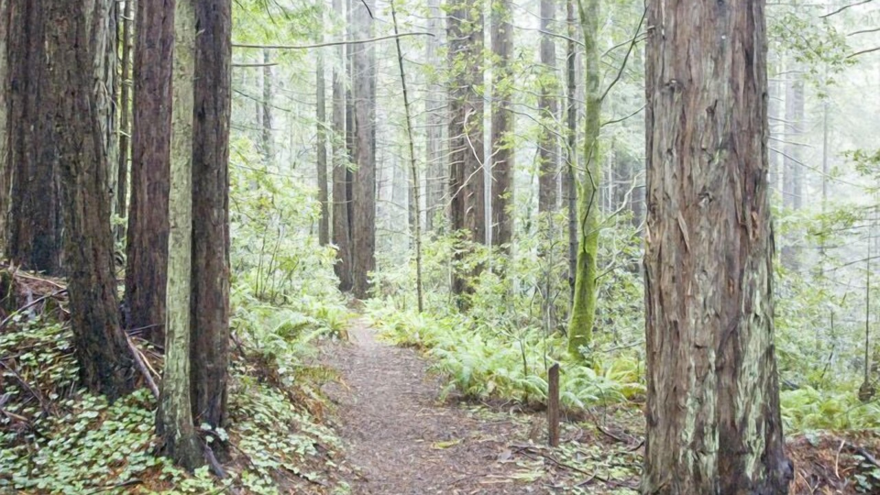 Photo of Others in Mendocino