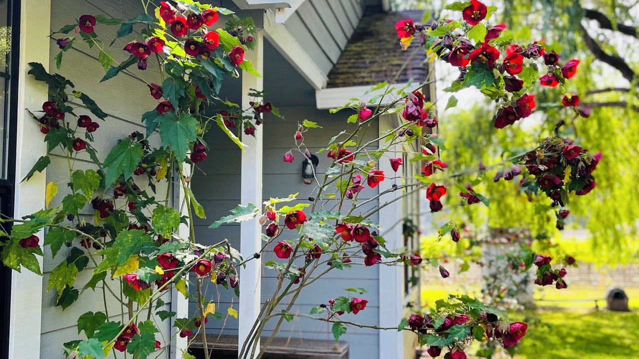 Photo of Outdoor in Guerneville