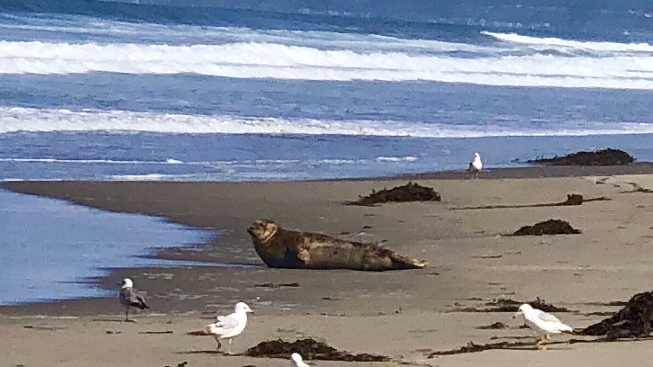 Photo of Others in La Selva Beach