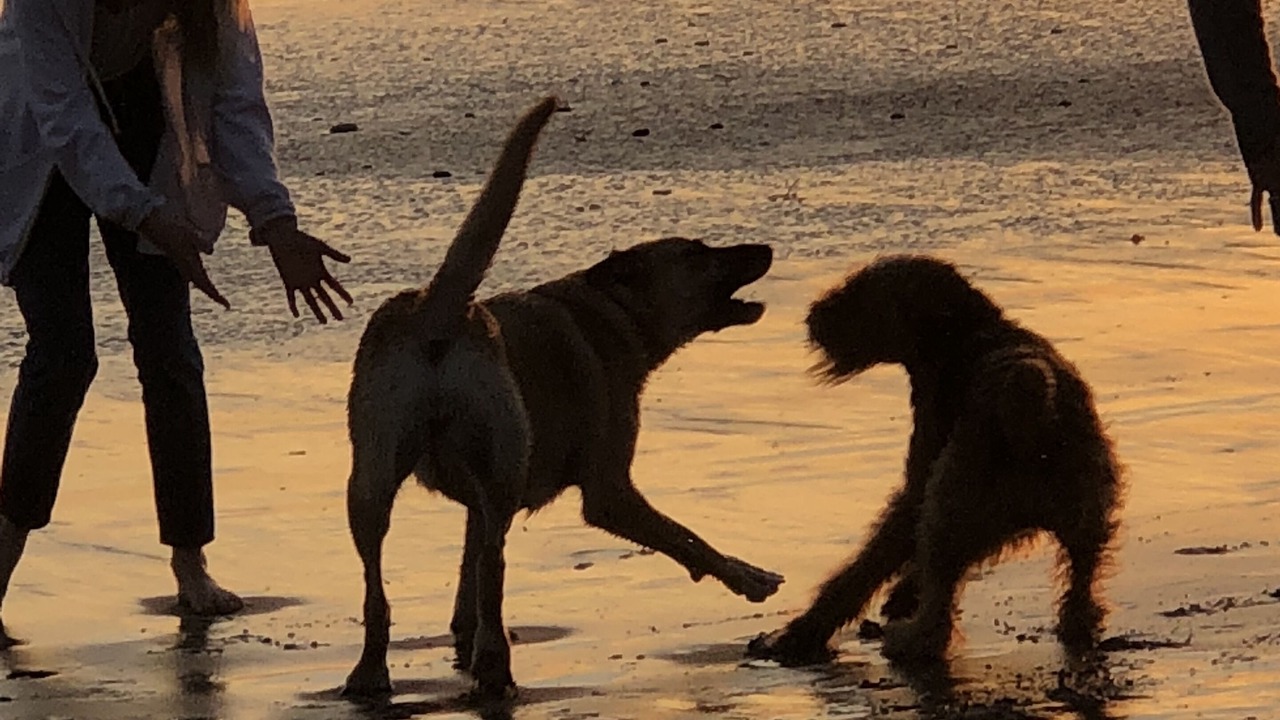Photo of Others in Oxnard Shores