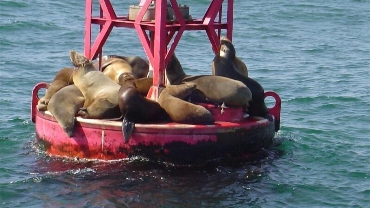 Photo of Others in Dana Point